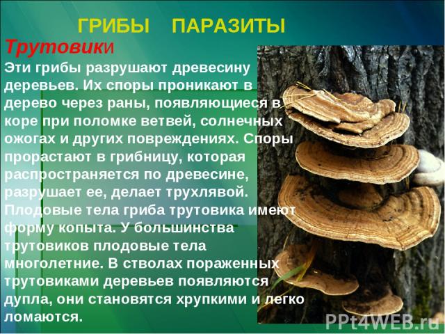 ГРИБЫ ПАРАЗИТЫ Трутовики Эти грибы разрушают древесину деревьев. Их споры проникают в дерево через раны, появляющиеся в коре при поломке ветвей, солнечных ожогах и других повреждениях. Споры прорастают в грибницу, которая распространяется по древеси…