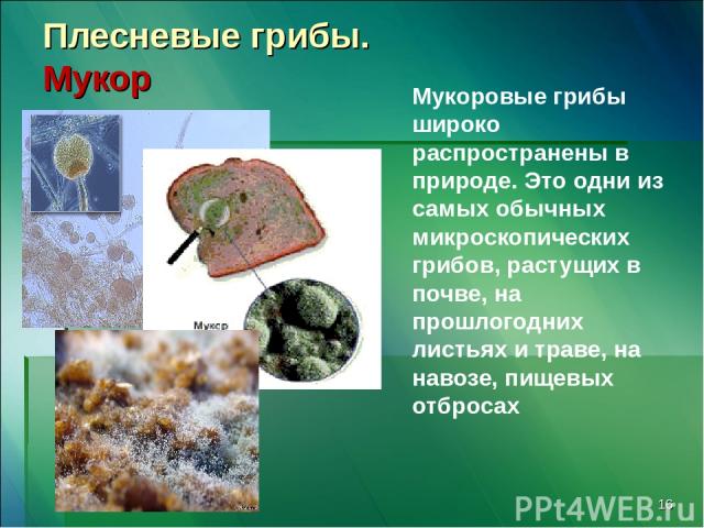 * Плесневые грибы. Мукор Мукоровые грибы широко распространены в природе. Это одни из самых обычных микроскопических грибов, растущих в почве, на прошлогодних листьях и траве, на навозе, пищевых отбросах