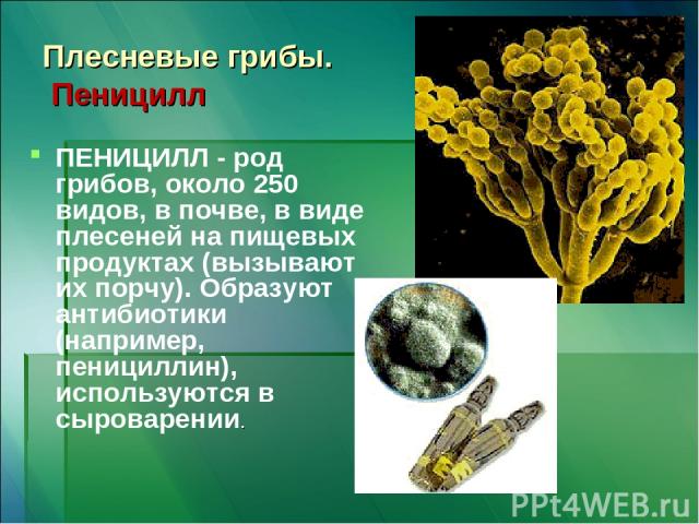 Плесневые грибы. Пеницилл ПЕНИЦИЛЛ - род грибов, около 250 видов, в почве, в виде плесеней на пищевых продуктах (вызывают их порчу). Образуют антибиотики (например, пенициллин), используются в сыроварении.