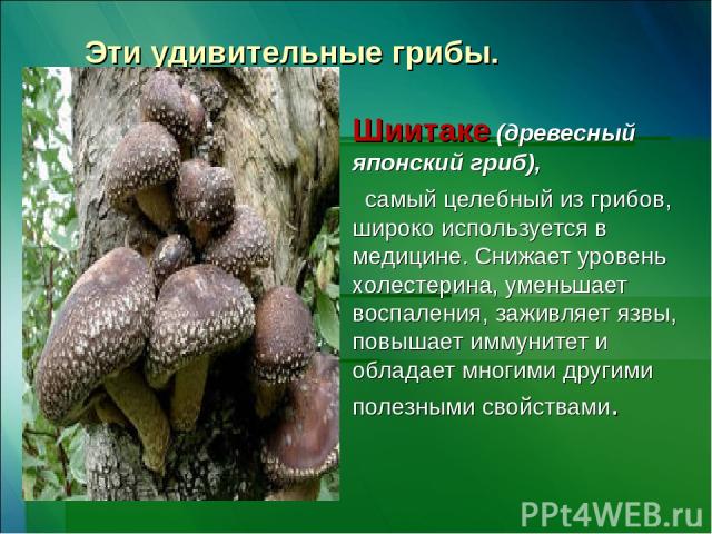Эти удивительные грибы. Шиитаке (древесный японский гриб),   самый целебный из грибов, широко используется в медицине. Снижает уровень холестерина, уменьшает воспаления, заживляет язвы, повышает иммунитет и обладает многими другими полезными свойствами.