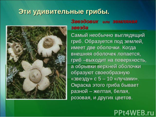 Эти удивительные грибы. Звездовик или земляная звезда Самый необычно выглядящий гриб. Образуется под землей, имеет две оболочки. Когда внешняя оболочек лопается, гриб –выходит на поверхность, а обрывки верхней оболочки образуют своеобразную «звезду»…