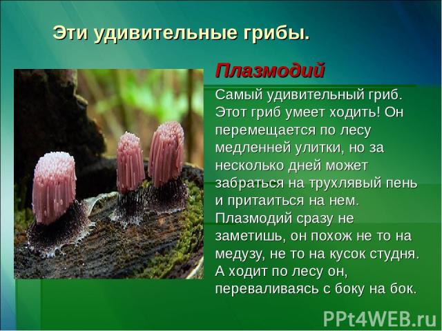 Эти удивительные грибы. Плазмодий Самый удивительный гриб. Этот гриб умеет ходить! Он перемещается по лесу медленней улитки, но за несколько дней может забраться на трухлявый пень и притаиться на нем. Плазмодий сразу не заметишь, он похож не то на м…