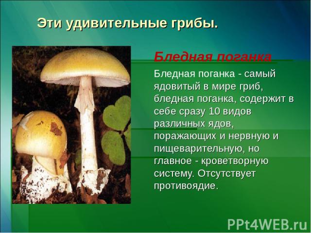Эти удивительные грибы. Бледная поганка Бледная поганка - самый ядовитый в мире гриб, бледная поганка, содержит в себе сразу 10 видов различных ядов, поражающих и нервную и пищеварительную, но главное - кроветворную систему. Отсутствует противоядие.