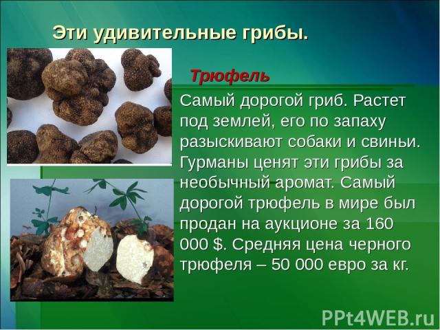 Эти удивительные грибы. Трюфель Самый дорогой гриб. Растет под землей, его по запаху разыскивают собаки и свиньи. Гурманы ценят эти грибы за необычный аромат. Самый дорогой трюфель в мире был продан на аукционе за 160 000 $. Средняя цена черного трю…