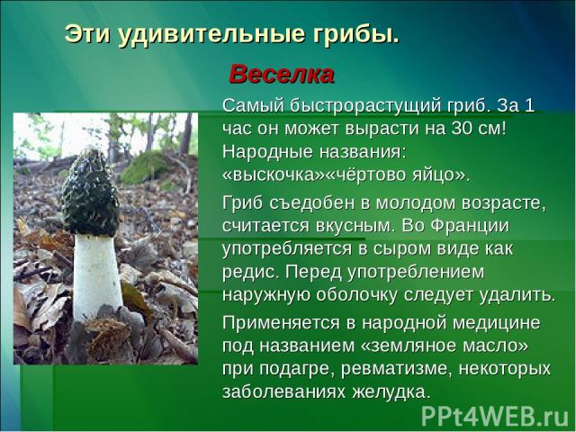 Эти удивительные грибы. Веселка Самый быстрорастущий гриб. За 1 час он может вырасти на 30 см! Народные названия: «выскочка»«чёртово яйцо». Гриб съедобен в молодом возрасте, считается вкусным. Во Франции употребляется в сыром виде как редис. Перед у…