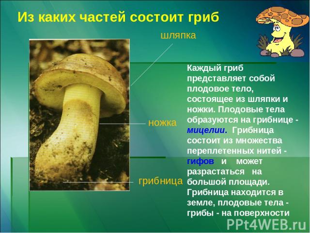 шляпка ножка грибница Из каких частей состоит гриб Каждый гриб представляет собой плодовое тело, состоящее из шляпки и ножки. Плодовые тела образуются на грибнице - мицелии. Грибница состоит из множества переплетенных нитей - гифов и может разрастат…