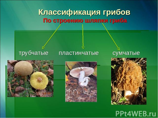 Классификация грибов По строению шляпки гриба трубчатые пластинчатые сумчатые