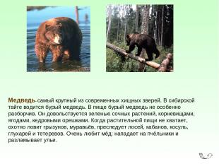 Медведь- самый крупный из современных хищных зверей. В сибирской тайге водится б