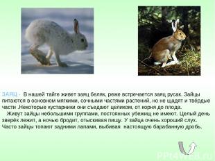 ЗАЯЦ - В нашей тайге живет заяц беляк, реже встречается заяц русак. Зайцы питают