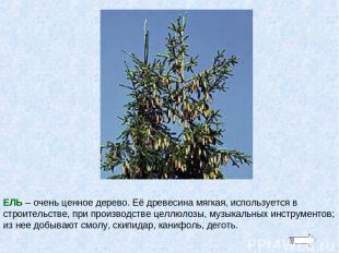 ЕЛЬ – очень ценное дерево. Её древесина мягкая, используется в строительстве, пр