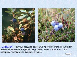 ГОЛУБИКА - Голубые ягодки и сизоватые листочки вполне объясняют название растени