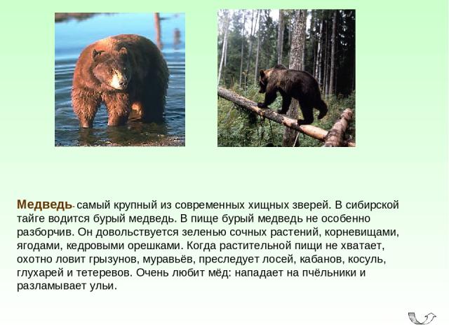 Медведь- самый крупный из современных хищных зверей. В сибирской тайге водится бурый медведь. В пище бурый медведь не особенно разборчив. Он довольствуется зеленью сочных растений, корневищами, ягодами, кедровыми орешками. Когда растительной пищи не…