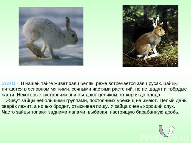 ЗАЯЦ - В нашей тайге живет заяц беляк, реже встречается заяц русак. Зайцы питаются в основном мягкими, сочными частями растений, но не щадят и твёрдые части .Некоторые кустарники они съедают целиком, от корня до плода. Живут зайцы небольшими группам…