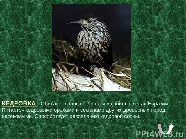 КЕДРОВКА - Обитает главным образом в хвойных лесах Евразии. Питается кедровыми орехами и семенами других древесных пород, насекомыми. Способствует расселению кедровой сосны.