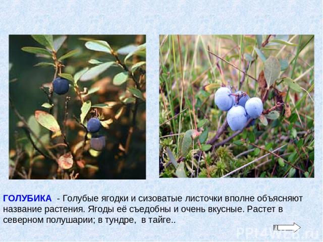 ГОЛУБИКА - Голубые ягодки и сизоватые листочки вполне объясняют название растения. Ягоды её съедобны и очень вкусные. Растет в северном полушарии; в тундре, в тайге..
