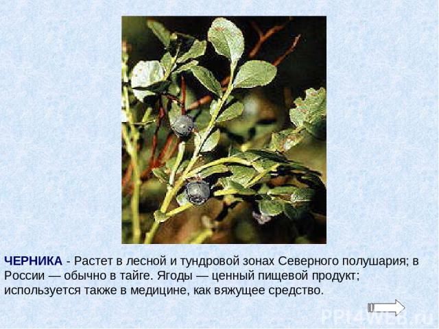 ЧЕРНИКА - Растет в лесной и тундровой зонах Северного полушария; в России — обычно в тайге. Ягоды — ценный пищевой продукт; используется также в медицине, как вяжущее средство.