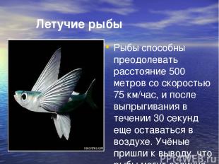 Летучие рыбы Рыбы способны преодолевать расстояние 500 метров со скоростью 75 км