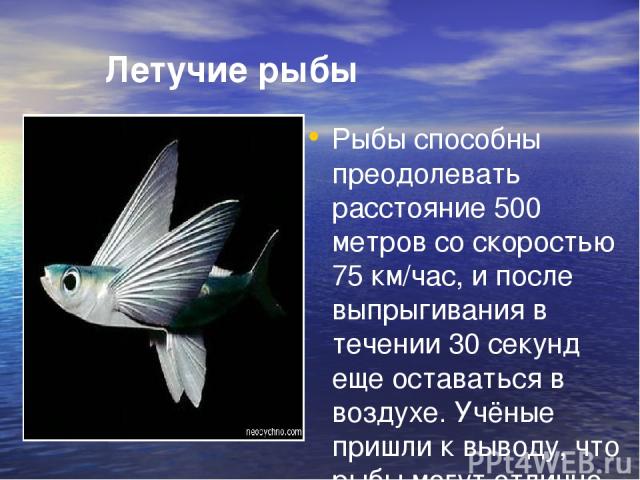 Летучие рыбы Рыбы способны преодолевать расстояние 500 метров со скоростью 75 км/час, и после выпрыгивания в течении 30 секунд еще оставаться в воздухе. Учёные пришли к выводу, что рыбы могут отлично летать, не хуже птиц. 