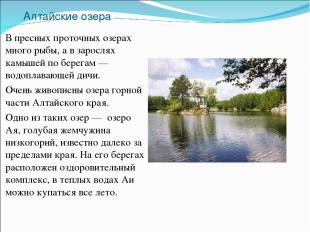 Алтайские озера В пресных проточных озерах много рыбы, а в зарослях камышей по б