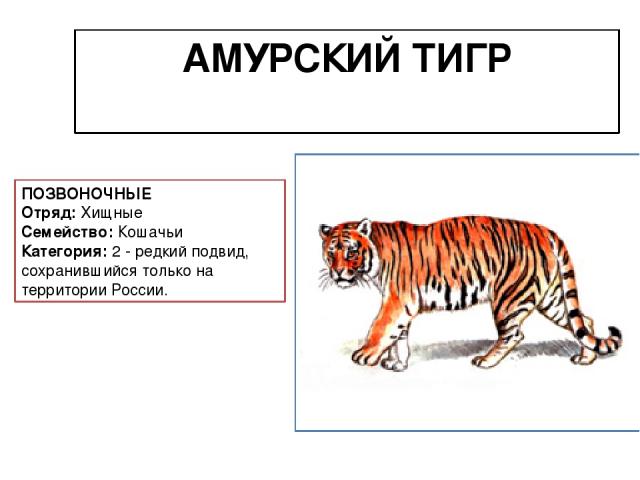 АМУРСКИЙ ТИГР ПОЗВОНОЧНЫЕ Отряд: Хищные Семейство: Кошачьи Категория: 2 - редкий подвид, сохранившийся только на территории России.