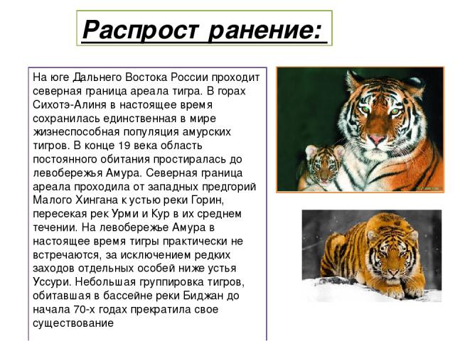Распространение: На юге Дальнего Востока России проходит северная граница ареала тигра. В горах Сихотэ-Алиня в настоящее время сохранилась единственная в мире жизнеспособная популяция амурских тигров. В конце 19 века область постоянного обитания про…