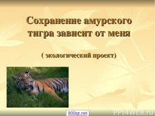 Сохранение амурского тигра зависит от меня ( экологический проект) 900igr.net