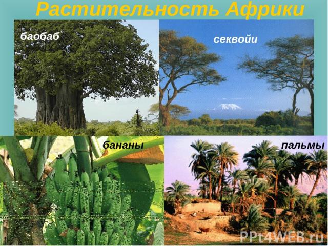 баобаб пальмы секвойи Растительность Африки бананы