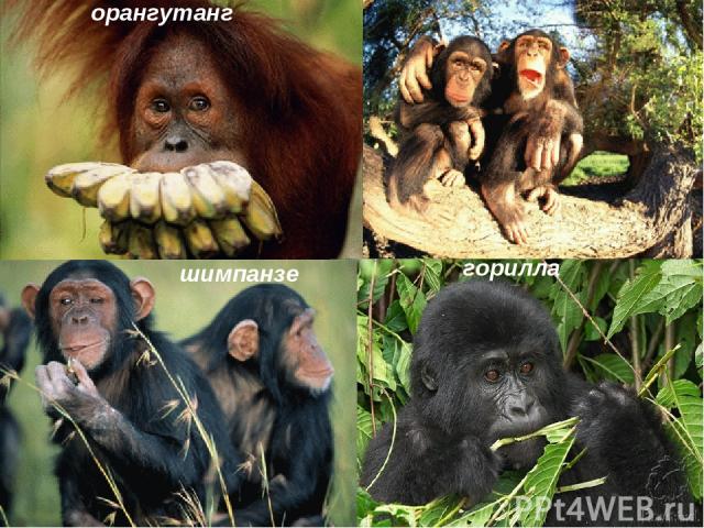 орангутанг шимпанзе горилла