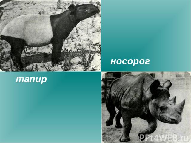 тапир носорог
