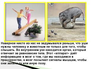 Интернет ресурсы: http://hq-wallpapers.ru/wallpapers/animals/pic32707_raz1280x80