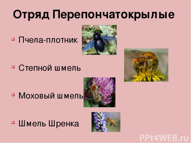 Отряд Перепончатокрылые Пчела-плотник Степной шмель Моховый шмель Шмель Шренка