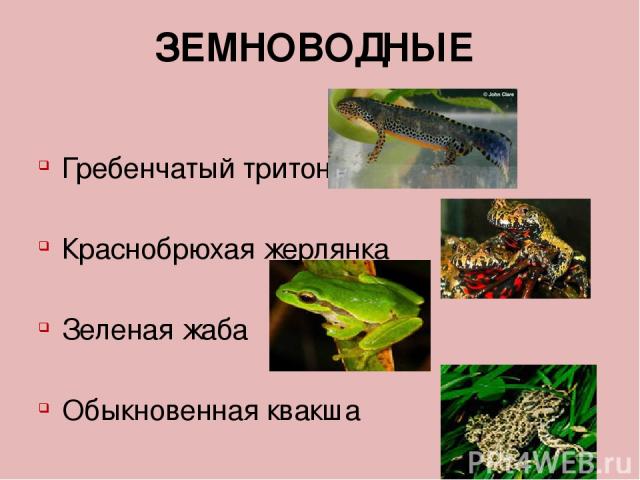 ЗЕМНОВОДНЫЕ Гребенчатый тритон Краснобрюхая жерлянка Зеленая жаба Обыкновенная квакша