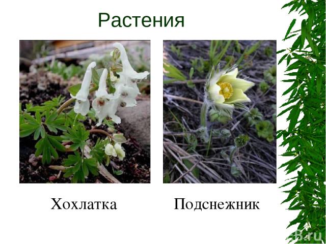 Растения Хохлатка Подснежник