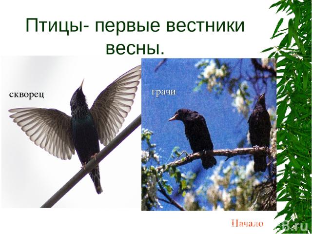 Птицы- первые вестники весны. грачи Начало скворец