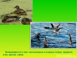 Возвращаются к нам околоводные и водные птицы: журавли, утки, крачки, чайки.