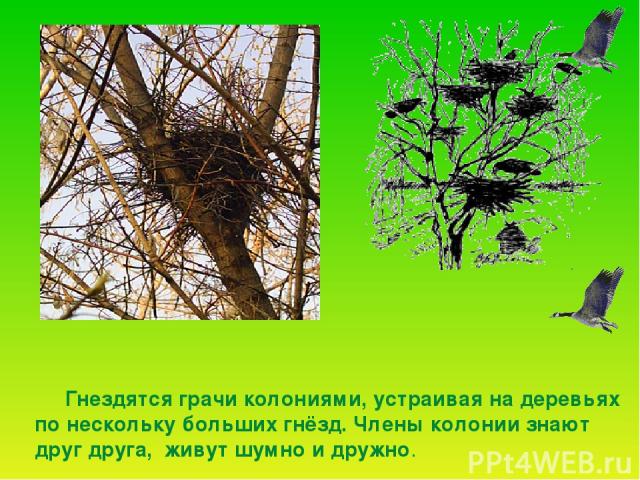 Гнездятся грачи колониями, устраивая на деревьях по нескольку больших гнёзд. Члены колонии знают друг друга, живут шумно и дружно.