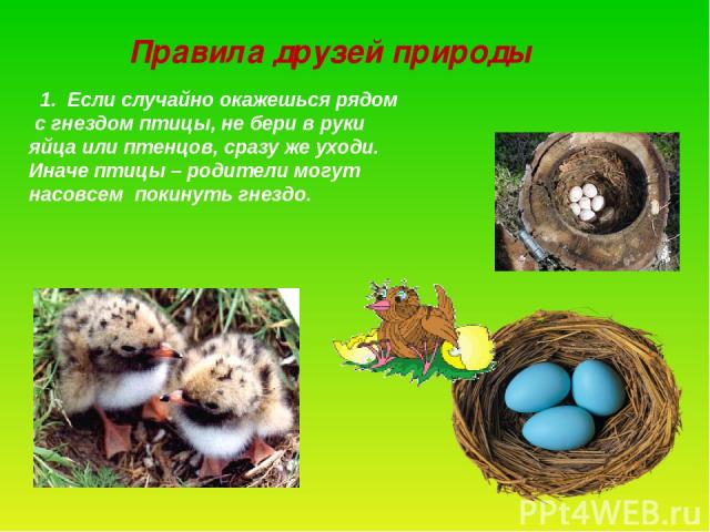 Правила друзей природы 1. Если случайно окажешься рядом с гнездом птицы, не бери в руки яйца или птенцов, сразу же уходи. Иначе птицы – родители могут насовсем покинуть гнездо.
