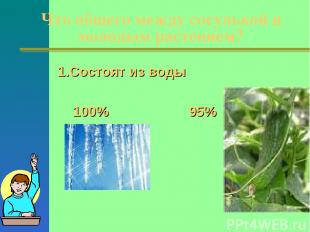 Что общего между сосулькой и молодым растением? 1.Состоят из воды 100% 95%