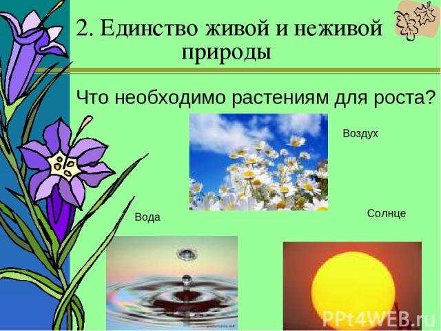 2. Единство живой и неживой природы Что необходимо растениям для роста? Воздух Солнце Вода