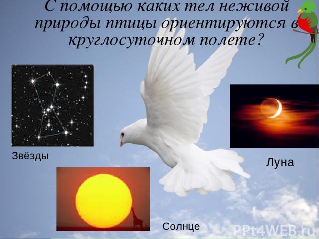 С помощью каких тел неживой природы птицы ориентируются в круглосуточном полете? Луна Солнце Звёзды