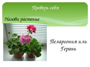 Проверь себя Назови растение Пеларгония или Герань