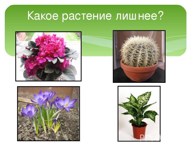 Какое растение лишнее?