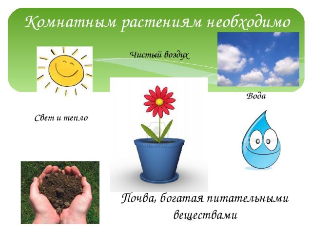 Комнатным растениям необходимо Свет и тепло Вода Почва, богатая питательными веществами Чистый воздух