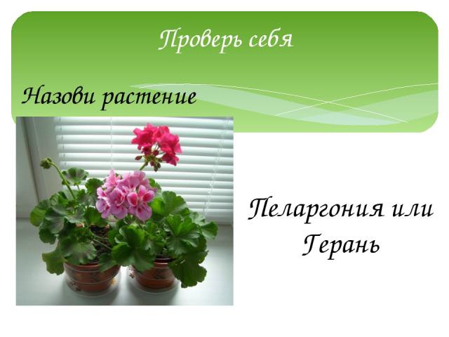Проверь себя Назови растение Пеларгония или Герань