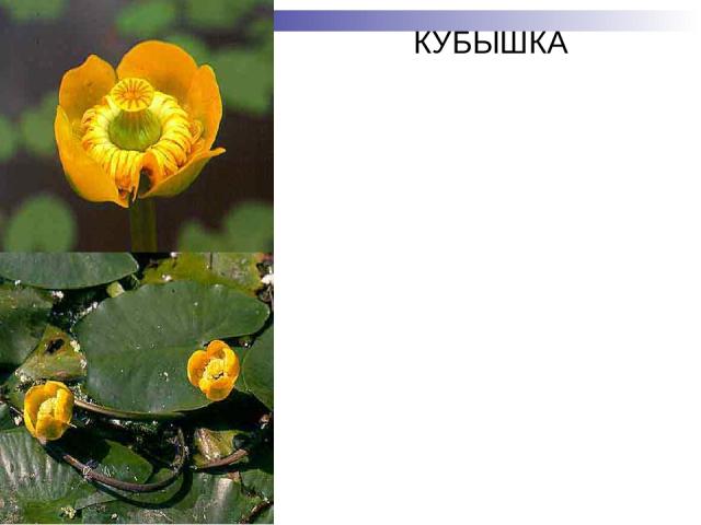 КУБЫШКА Многолетнее водное растение с тонким длинным корневищем и плавающими листьями. Цветки оранжевые. Большинство местонахождений в крае приурочено к южной части. Редко встречаются в Минусинском, Канском и Красноярском степных районах. Растет в в…