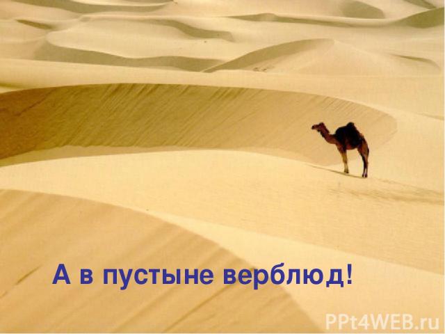 А в пустыне верблюд!