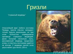 Гризли "страшный медведь" Опаснейший враг любого охотника Правда, гризли обычно