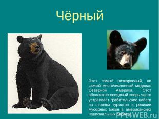 Чёрный Этот самый низкорослый, но самый многочисленный медведь Северной Америки.