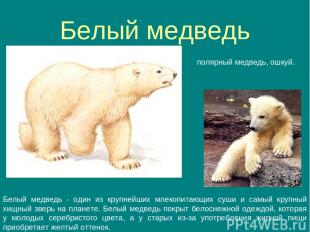 Белый медведь полярный медведь, ошкуй. Белый медведь - один из крупнейших млекоп