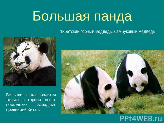 Большая панда тибетский горный медведь, бамбуковый медведь Большая панда водится только в горных лесах нескольких западных провинций Китая.